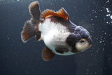 Short Body Thai Oranda  Panda 5 Inch (ID#917To14a-85) Free2Day SHIPPING Please see notes