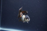 Baby Thai Oranda  Panda 2.5 Inch (ID#1115ToPTA-33) Free2Day SHIPPING