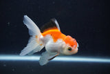 Juvenile Thai Oranda  Tricolor 3.5 Inch (ID#1025To13b-92) Free2Day SHIPPING