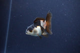 Baby Thai Oranda  Panda 2.5 Inch (ID#1115ToPTA-33) Free2Day SHIPPING