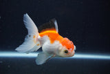 Juvenile Thai Oranda  Tricolor 3.5 Inch (ID#1025To13b-92) Free2Day SHIPPING