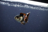 Baby Thai Oranda  Panda 2.5 Inch (ID#1115ToPTA-33) Free2Day SHIPPING