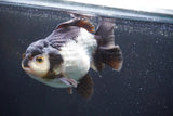 Short Body Thai Oranda  Panda 5 Inch (ID#917To14a-85) Free2Day SHIPPING Please see notes