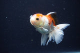 Juvenile Thai Oranda  Tricolor 3.5 Inch (ID#1025To13b-92) Free2Day SHIPPING