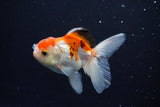 Juvenile Thai Oranda  Tricolor 3.5 Inch (ID#1025To13b-92) Free2Day SHIPPING