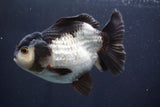 Short Body Thai Oranda  Panda 5 Inch (ID#917To14a-85) Free2Day SHIPPING