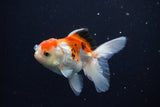 Juvenile Thai Oranda  Tricolor 3.5 Inch (ID#1025To13b-92) Free2Day SHIPPING