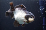 Short Body Thai Oranda  Panda 5 Inch (ID#917To14a-85) Free2Day SHIPPING