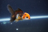 Baby Thai Oranda  Tricolor 2.5 Inch (ID#1115ToPTA-34) Free2Day SHIPPING