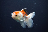 Juvenile Thai Oranda  Tricolor 3.5 Inch (ID#1025To13b-92) Free2Day SHIPPING