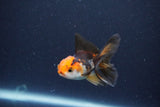 Baby Thai Oranda  Tricolor 2.5 Inch (ID#1115ToPTA-34) Free2Day SHIPPING