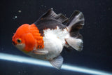 Short Body Thai Oranda  Tricolor 4.5 Inch (ID#917To14a-86) Free2Day SHIPPING