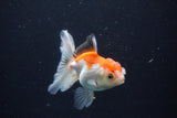 Juvenile Thai Oranda  Tricolor 3.5 Inch (ID#1025To13b-92) Free2Day SHIPPING