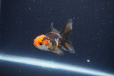 Baby Thai Oranda  Tricolor 2.5 Inch (ID#1115ToPTA-34) Free2Day SHIPPING