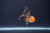 Baby Thai Oranda  Tricolor 2.5 Inch (ID#1115ToPTA-34) Free2Day SHIPPING