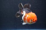 Short Body Thai Oranda  Tricolor 4.5 Inch (ID#917To14a-86) Free2Day SHIPPING