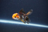 Baby Thai Oranda  Tricolor 2.5 Inch (ID#1115ToPTA-34) Free2Day SHIPPING