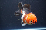 Short Body Thai Oranda  Tricolor 4.5 Inch (ID#917To14a-86) Free2Day SHIPPING