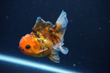 Juvenile Thai Oranda  Calico 3.5 Inch (ID#1025To13b-93) Free2Day SHIPPING