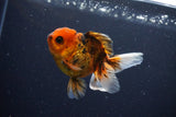 Juvenile Thai Oranda  Calico 3.5 Inch (ID#1025To13b-93) Free2Day SHIPPING