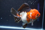 Short Body Thai Oranda  Tricolor 4.5 Inch (ID#917To14a-86) Free2Day SHIPPING