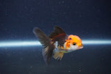 Baby Thai Oranda  Tricolor 2.5 Inch (ID#1115ToPTA-34) Free2Day SHIPPING