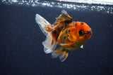 Juvenile Thai Oranda  Calico 3.5 Inch (ID#1025To13b-93) Free2Day SHIPPING