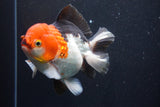 Short Body Thai Oranda  Tricolor 4.5 Inch (ID#917To14a-86) Free2Day SHIPPING