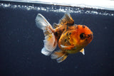 Juvenile Thai Oranda  Calico 3.5 Inch (ID#1025To13b-93) Free2Day SHIPPING