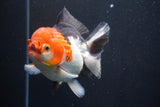 Short Body Thai Oranda  Tricolor 4.5 Inch (ID#917To14a-86) Free2Day SHIPPING