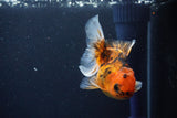 Juvenile Thai Oranda  Calico 3.5 Inch (ID#1025To13b-93) Free2Day SHIPPING