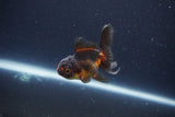 Baby Thai Oranda  Red Black 2.5 Inch (ID#1115ToPTA-35) Free2Day SHIPPING