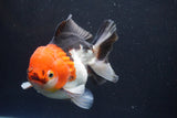 Short Body Thai Oranda  Tricolor 4.5 Inch (ID#917To14a-86) Free2Day SHIPPING