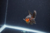 Baby Thai Oranda  Red Black 2.5 Inch (ID#1115ToPTA-35) Free2Day SHIPPING