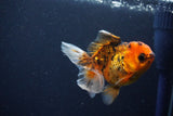 Juvenile Thai Oranda  Calico 3.5 Inch (ID#1025To13b-93) Free2Day SHIPPING