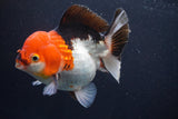 Short Body Thai Oranda  Tricolor 4.5 Inch (ID#917To14a-86) Free2Day SHIPPING