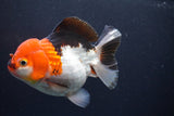 Short Body Thai Oranda  Tricolor 4.5 Inch (ID#917To14a-86) Free2Day SHIPPING