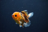 Juvenile Thai Oranda  Calico 3.5 Inch (ID#1025To13b-93) Free2Day SHIPPING