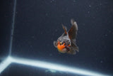 Baby Thai Oranda  Red Black 2.5 Inch (ID#1115ToPTA-35) Free2Day SHIPPING