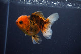 Juvenile Thai Oranda  Calico 3.5 Inch (ID#1025To13b-93) Free2Day SHIPPING