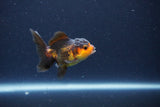 Baby Thai Oranda  Red Black 2.5 Inch (ID#1115ToPTA-35) Free2Day SHIPPING