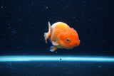 Juvenile Lionchu  Red White 3.5 Inch (ID#0110R11a-7) Free2Day SHIPPING