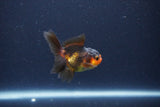 Baby Thai Oranda  Red Black 2.5 Inch (ID#1115ToPTA-35) Free2Day SHIPPING