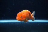 Juvenile Lionchu  Red White 3.5 Inch (ID#0110R11a-7) Free2Day SHIPPING