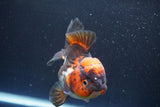 Short Body Thai Oranda  Tricolor 4.5 Inch (ID#913To14a-86) Free2Day SHIPPING