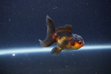 Baby Thai Oranda  Red Black 2.5 Inch (ID#1115ToPTA-35) Free2Day SHIPPING