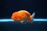 Juvenile Lionchu  Red White 3.5 Inch (ID#0110R11a-7) Free2Day SHIPPING