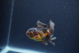 Baby Thai Oranda  Red Black 2.5 Inch (ID#1115ToPTA-35) Free2Day SHIPPING