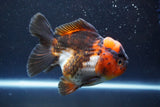 Short Body Thai Oranda  Tricolor 4.5 Inch (ID#913To14a-86) Free2Day SHIPPING