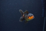 Baby Thai Oranda  Red Black 2.5 Inch (ID#1115ToPTA-35) Free2Day SHIPPING